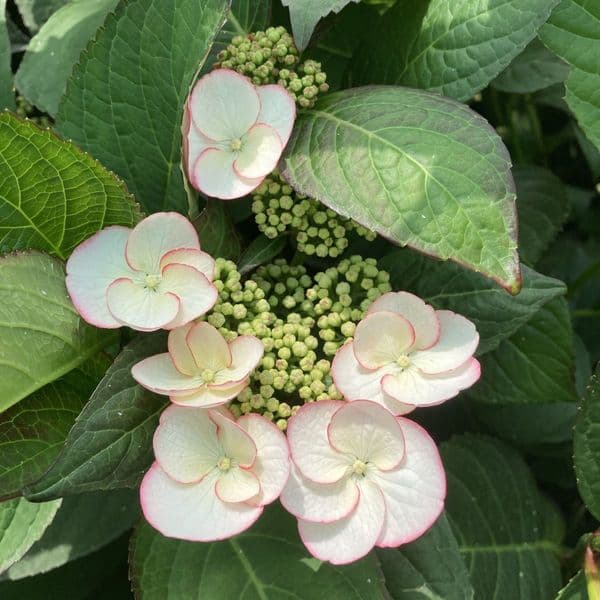 Hydrangea macrophylla Sandra (Dutch Ladies Series) (L)