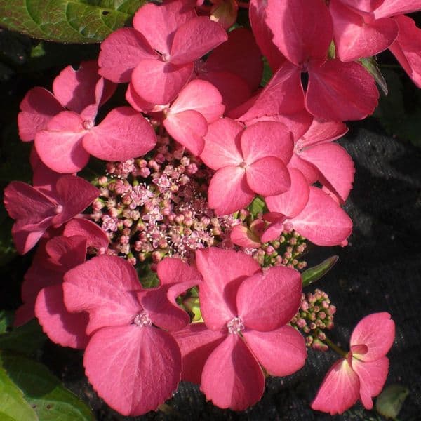 Hydrangea macrophylla Selina (PBR) (Dutch Ladies Series) (L)