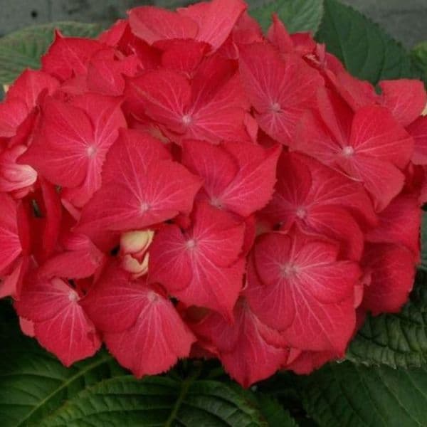 Hydrangea macrophylla Selma (PBR) (Dutch Ladies Series) (L)