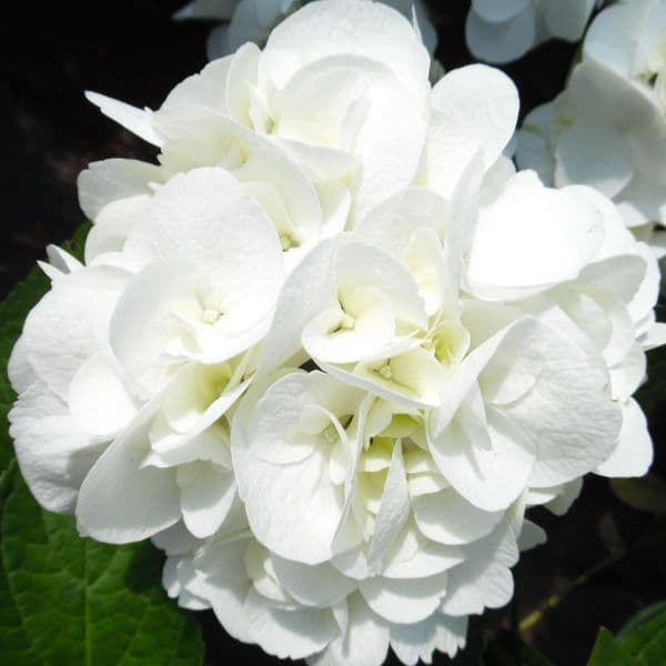 Hydrangea macrophylla Shakira (Dutch Ladies Series) (H)