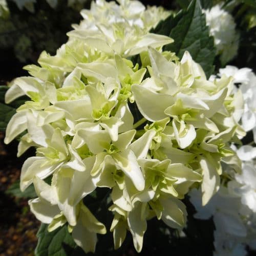 Hydrangea macrophylla Silver Star