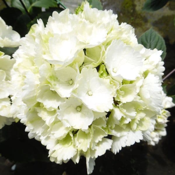 Hydrangea macrophylla Snowball (H) or Schneeball