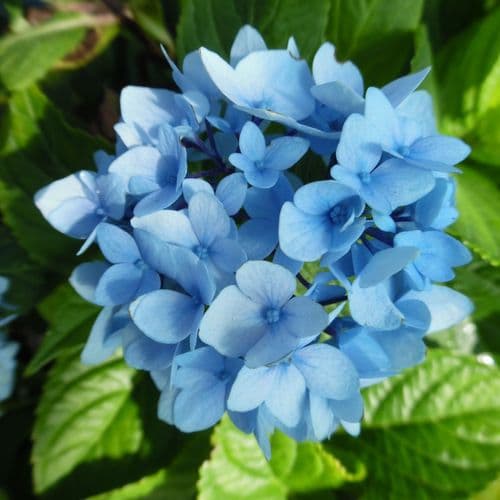 Hydrangea macrophylla SO LONG EBONY Monmar