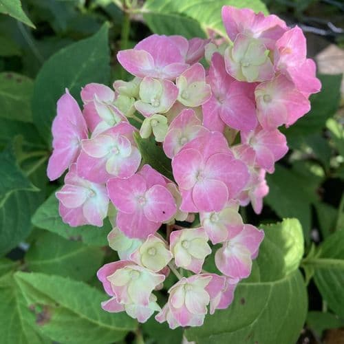Hydrangea macrophylla SO LONG Rosy COUMONT