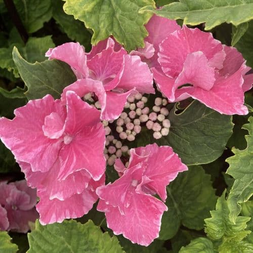 Hydrangea macrophylla SO LONG Starlit Aya Large Specimen Plant