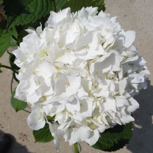 Hydrangea macrophylla Soeur Therese (H)