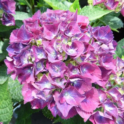 Hydrangea macrophylla Speedy Red Blue