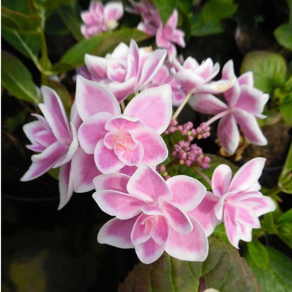 Hydrangea macrophylla Stargazer