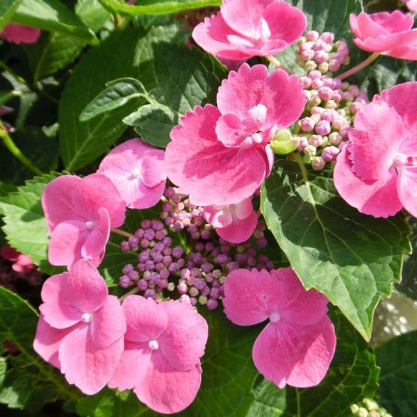Hydrangea macrophylla Taube (Teller Series) (L)