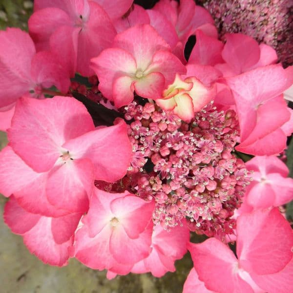 Hydrangea macrophylla Tiffany Pink