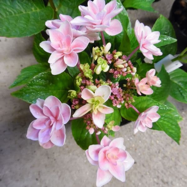 Hydrangea macrophylla Tinkerbell