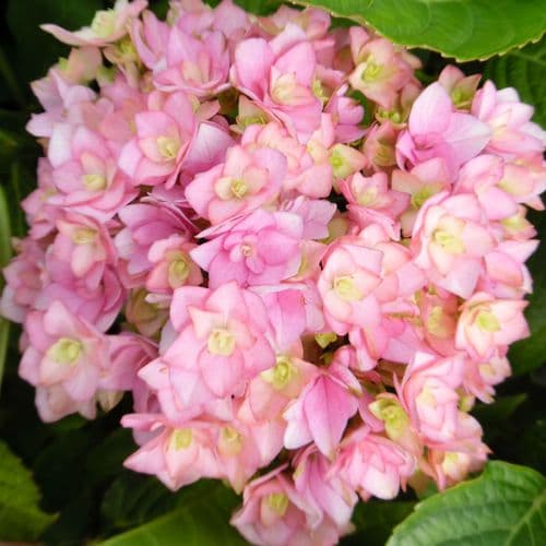 Hydrangea macrophylla Together (You & Me Series) Pink (H)