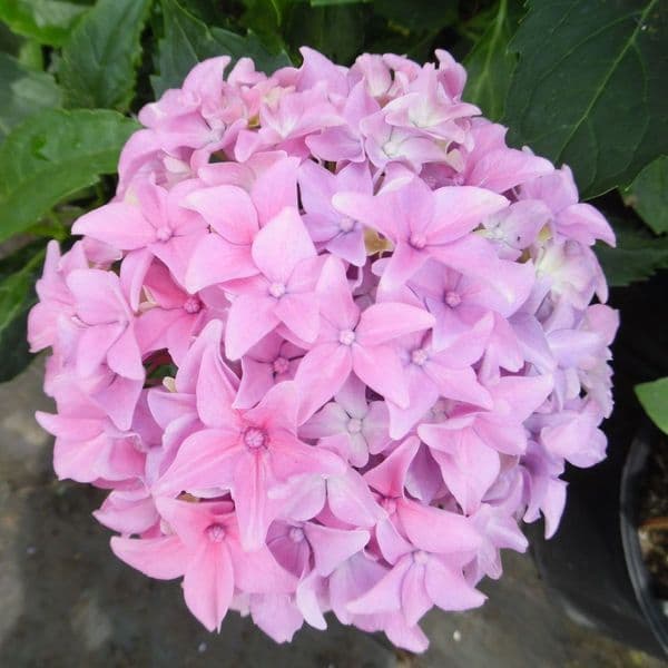 Hydrangea macrophylla Tovelit (H)