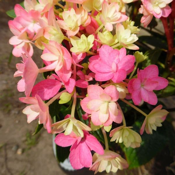 Hydrangea macrophylla Umbrella (Flair & Flavours Series)