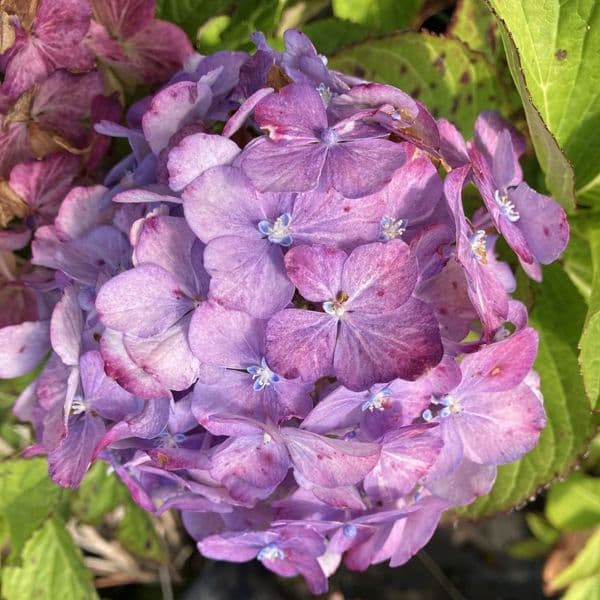Hydrangea macrophylla Valvert Blue