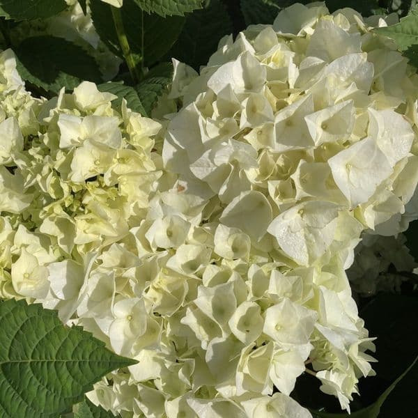 Hydrangea macrophylla Vanilla Sky 'Hbavask' PBR (H)