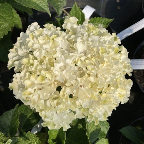 Hydrangea macrophylla White Caps