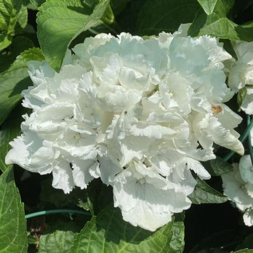 Hydrangea macrophylla White Delight