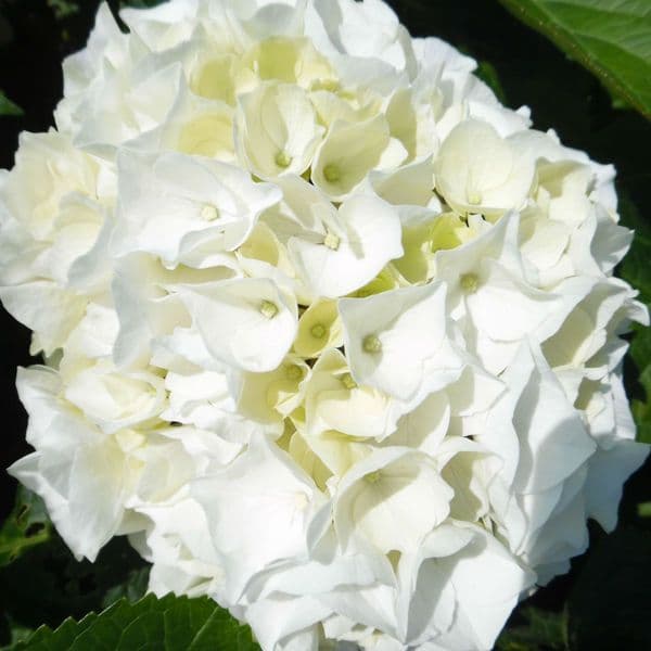 Hydrangea macrophylla Wudu (H)