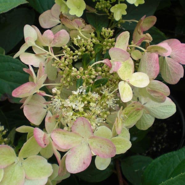 Hydrangea paniculata Angel's Blush or Ruby