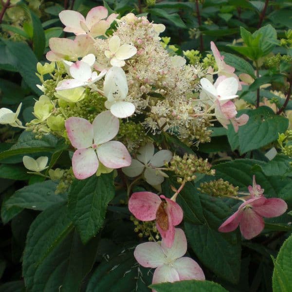 Hydrangea paniculata Angel's Blush or Ruby
