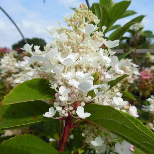 Hydrangea paniculata Baby Lace