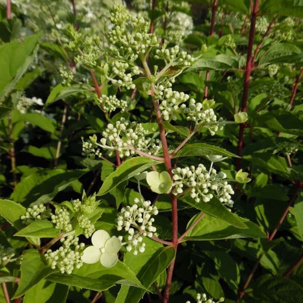 Hydrangea paniculata Big Ben AGM