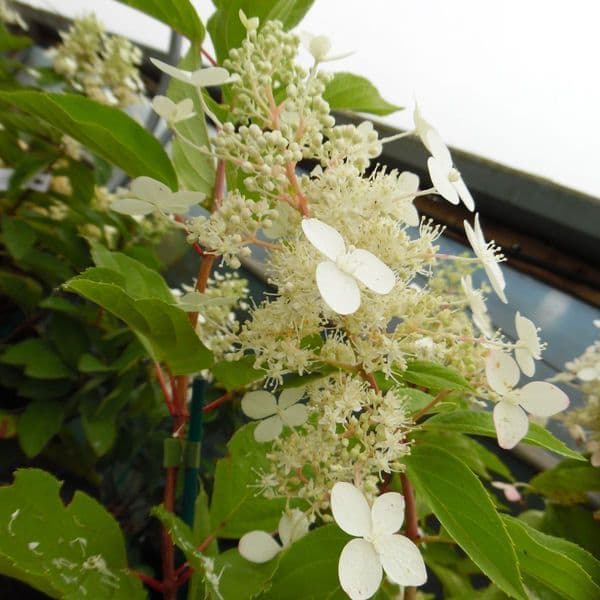 Hydrangea paniculata Big Ben AGM