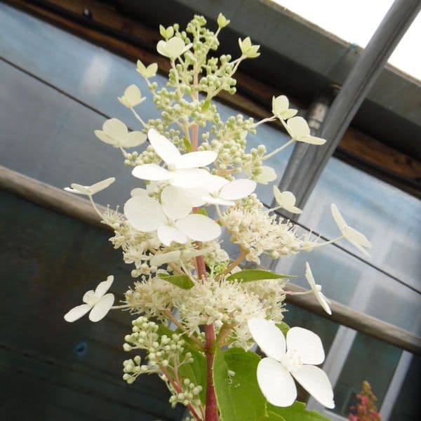 Hydrangea paniculata Big Ben AGM