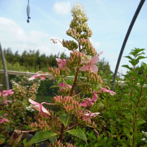 Hydrangea paniculata Big Ben AGM