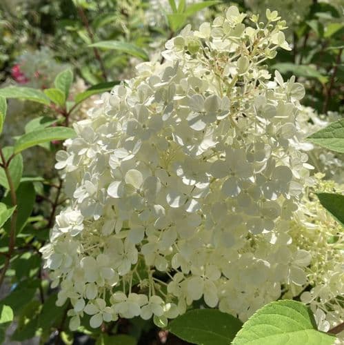 Hydrangea paniculata BOBO 'Ilvobo' (PBR)