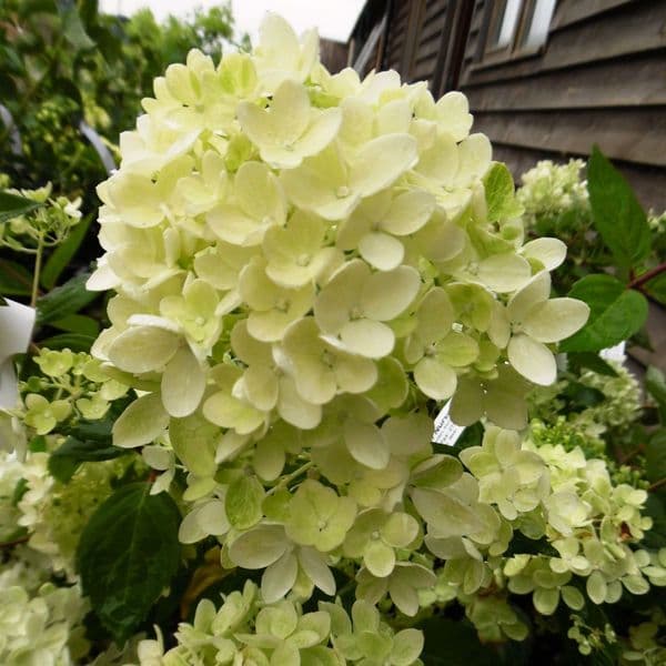 Hydrangea paniculata Bombshell (PBR)