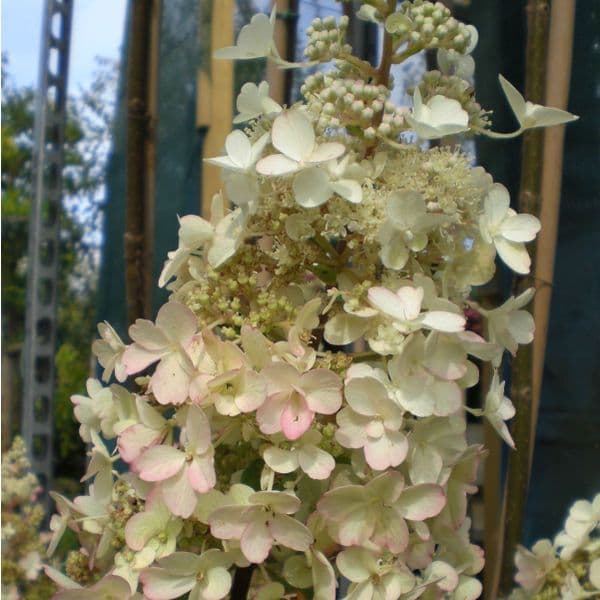 Hydrangea paniculata CANDLELIGHT Hpopr013