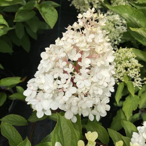 Hydrangea paniculata CANDLELIGHT Hpopr013