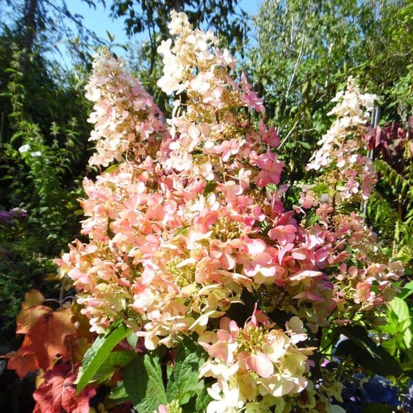 Hydrangea paniculata CANDLELIGHT Hpopr013  Large Specimen Plant