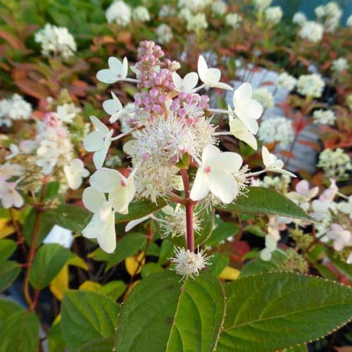 Hydrangea paniculata Confetti