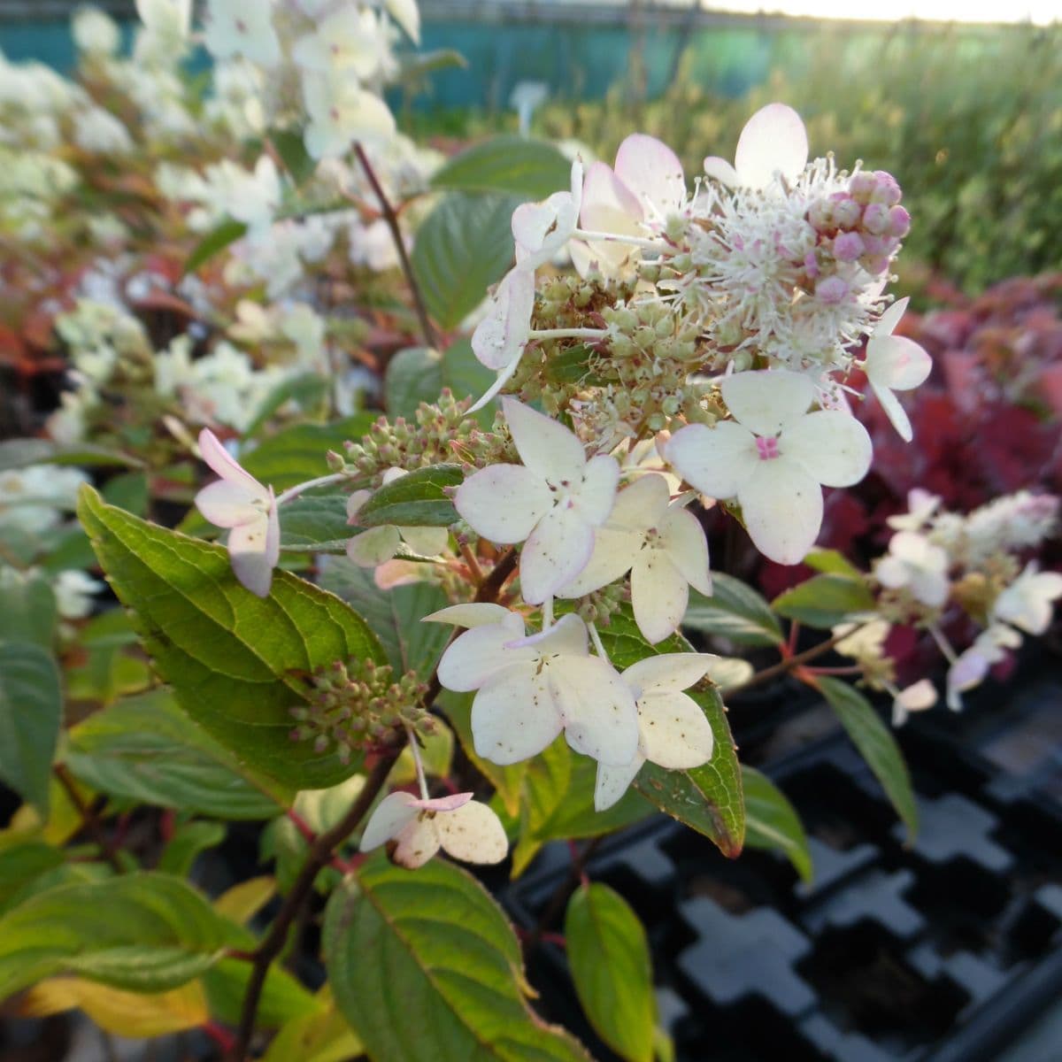 Hydrangea paniculata Confetti Large Specimen Plant