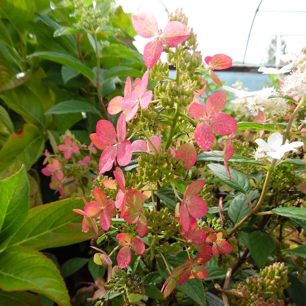 Hydrangea paniculata Confetti Large Specimen Plant