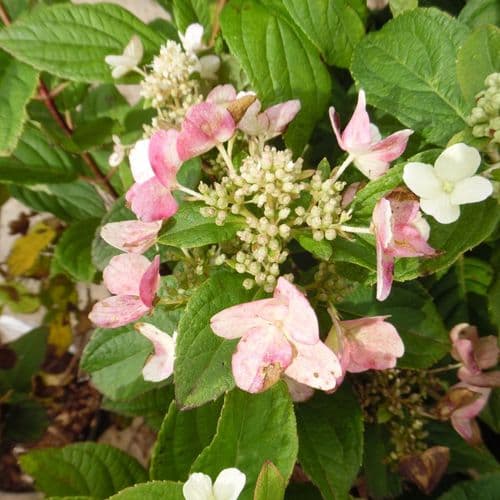 Hydrangea paniculata Dart's Little Dot 'Darlido' (PBR)