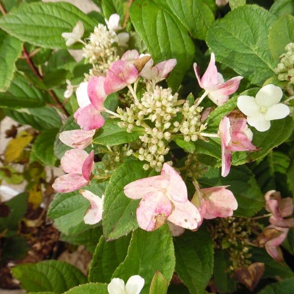 Hydrangea paniculata Dart's Little Dot 'Darlido' (PBR)