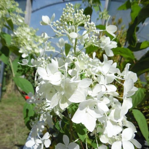 Hydrangea paniculata DENTELLE DE GORRON Rencri (PBR)