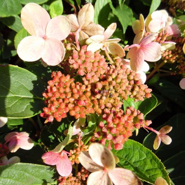 Hydrangea paniculata Dharuma