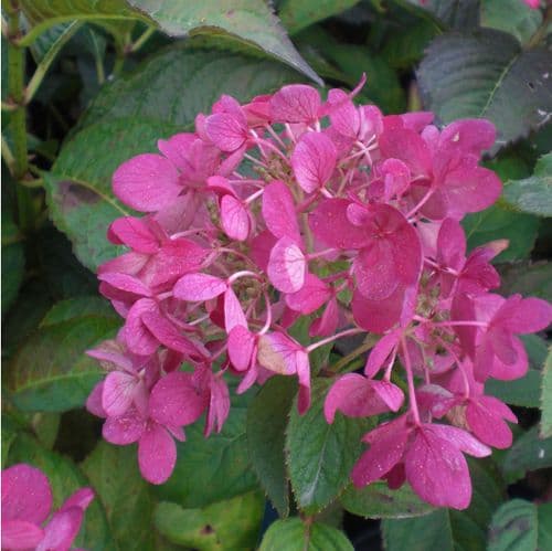 Hydrangea paniculata DIAMANT ROUGE 'Rendia' (PBR)