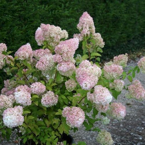 Hydrangea paniculata Diamantino 'Ren101'