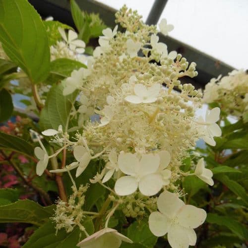 Hydrangea paniculata Dolly