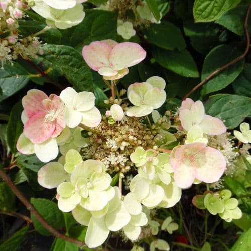 Hydrangea paniculata EARLY SENSATION 'Bulk' (PBR) Large Specimen Plant