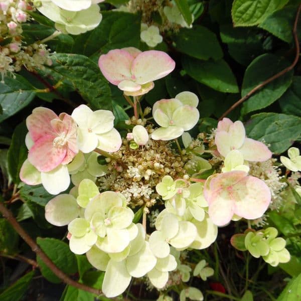 Hydrangea paniculata EARLY SENSATION 'Bulk' (PBR)