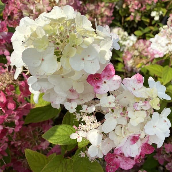Hydrangea paniculata Fire Light = Smhpfl (PBR) (H)