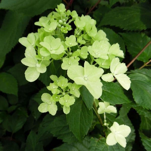 Hydrangea paniculata FRAISE MELBA RENBA