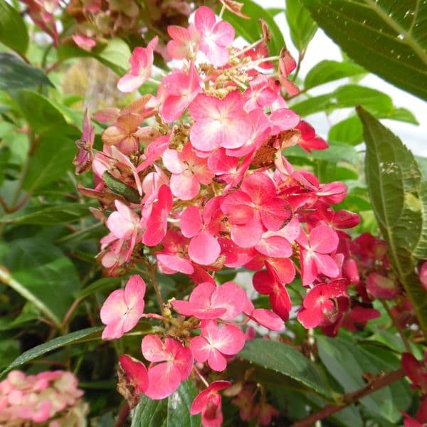 Hydrangea paniculata Framboisne 'Rensam'